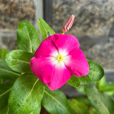 Pink Rosy Periwinkle Flower Seeds