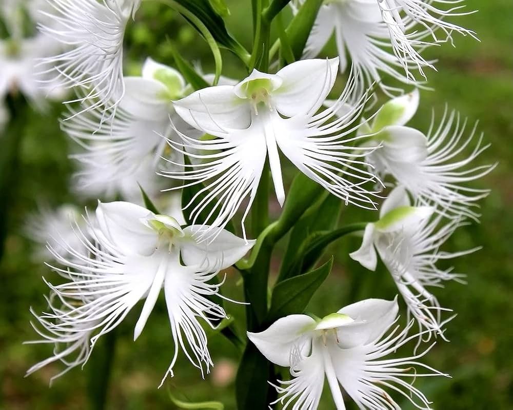 White Egret Orchid Flower Seeds
