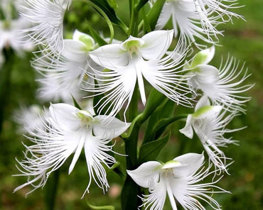 White Egret Orchid Flower Seeds