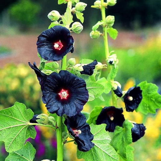 Black Hollyhock Flower seeds for Planting - Pollinator Friendly, Heirloom & GMO Free Seeds for Home Garden