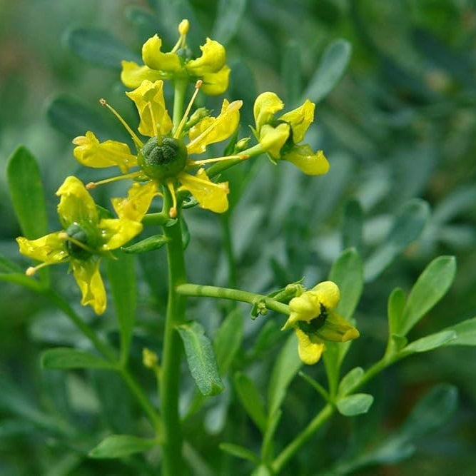 Semi di Erba Ruta Graveolens