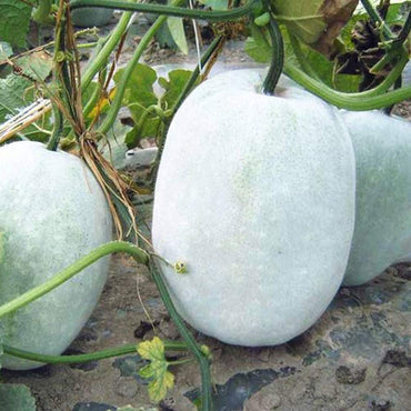 Semi di verdura di melone invernale a cera bianca