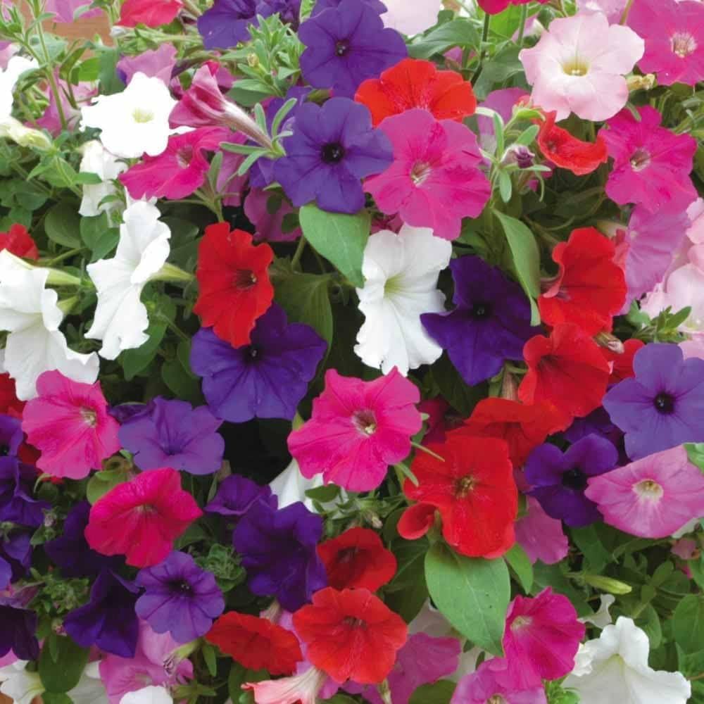 Laura Bush Petunia Flower Seeds