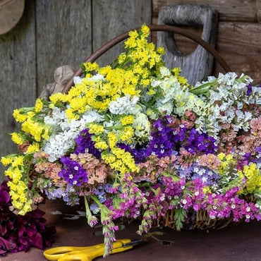 Statice Limonium Flower Seeds