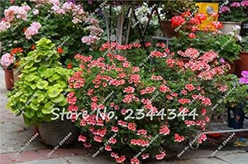 Mix Pelargonium Perennial Flower seeds for Planting - Perfect for Borders, Heirloom & GMO Free Seeds for Home Garden
 
 Sale for planting in home garden