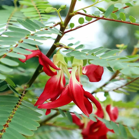 Sesbania Grandiflora Flower Seeds