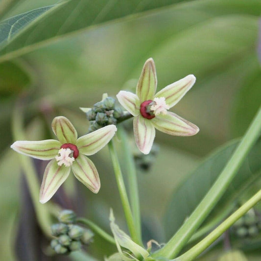 Semi di rara pianta di tapioca