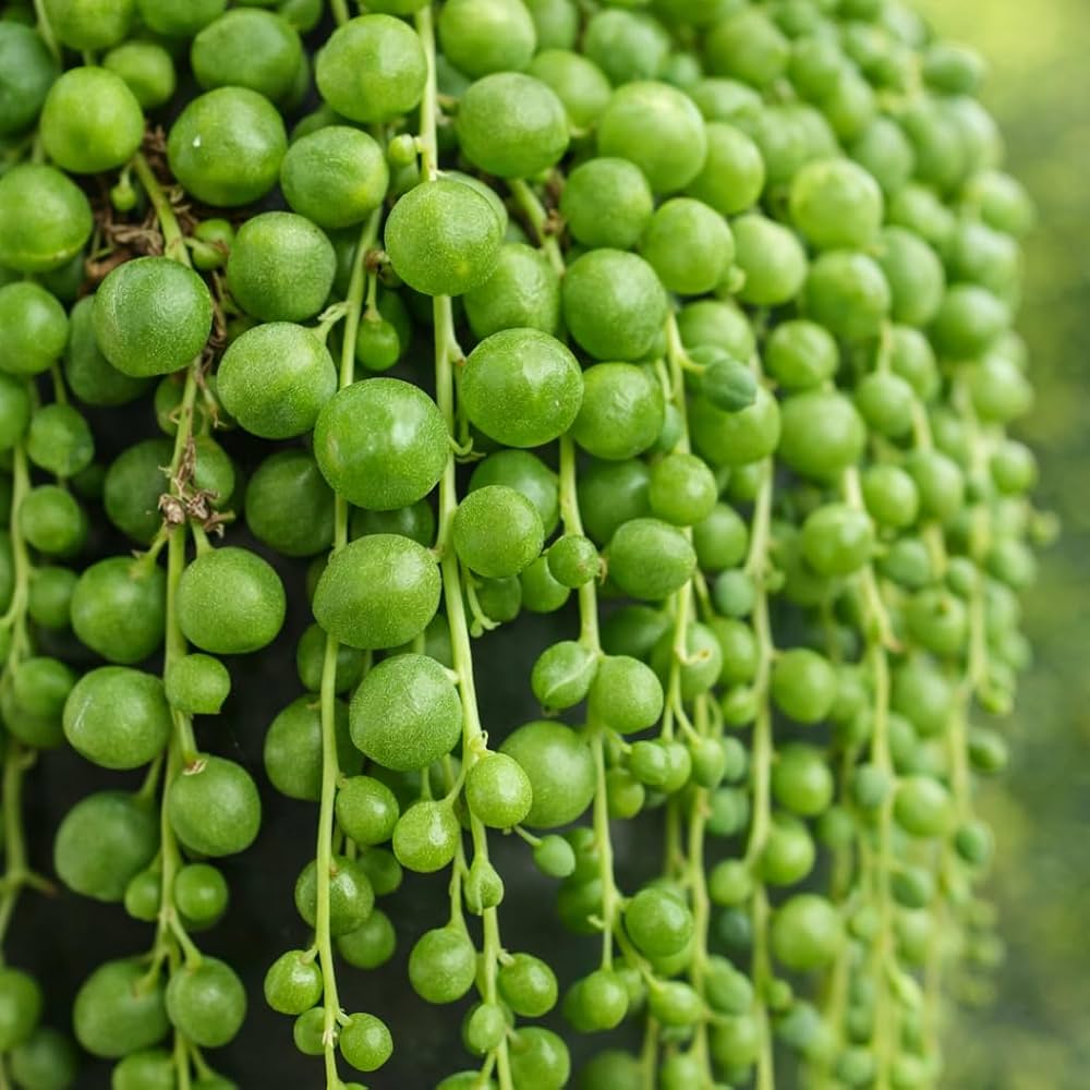 String of Pearl Plant Seeds for Vibrant Indoor Greenery