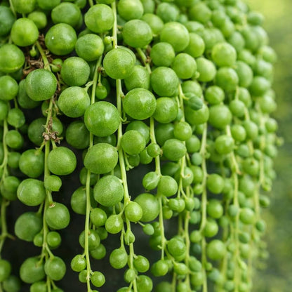 String of Pearl Plant Seeds for Vibrant Indoor Greenery