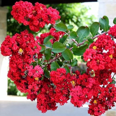Red Crepe Myrtle Flower Seeds