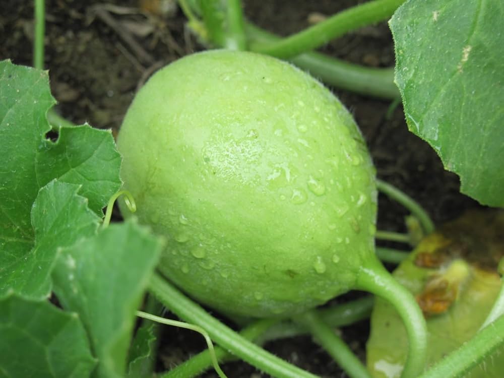 Apple Gourd Vegetable Seeds