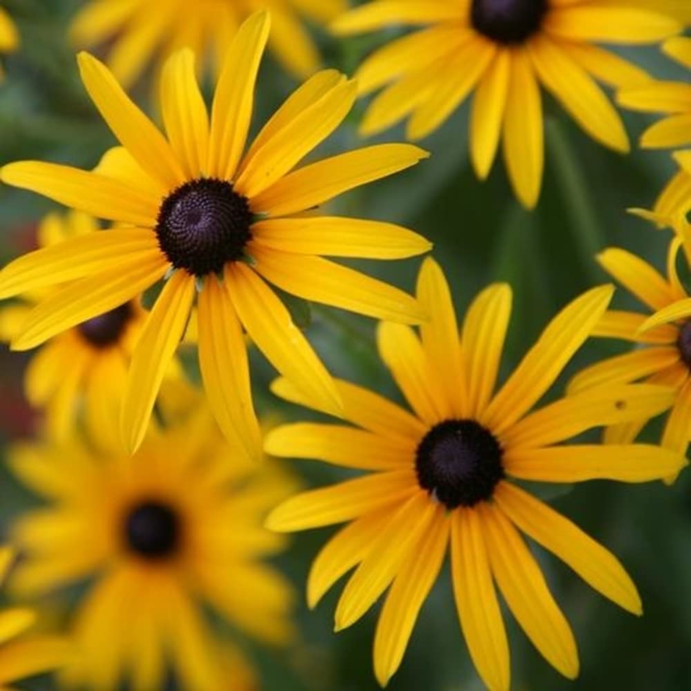 Susan Flower seeds for Planting, Hardy Variety Heirloom & GMO Free Seeds for Home Garden