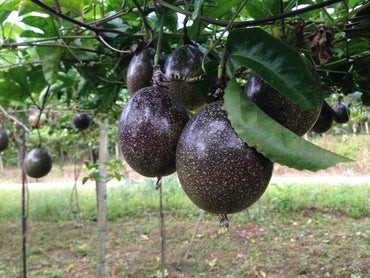 Semi di frutto della passione Passiflora Edulis