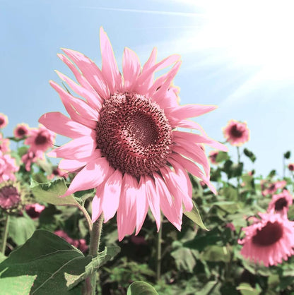 Baby Pink Sunflower Flower seeds for Planting - Seasonal Bloomer, Heirloom & GMO Free Seeds for Home Garden