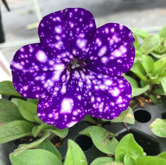 Dotted Violet Petunia Flower seeds for Planting Vibrant Colors Heirloom & GMO Free Seeds for Home Garden 
 
 Sale for planting in home garden