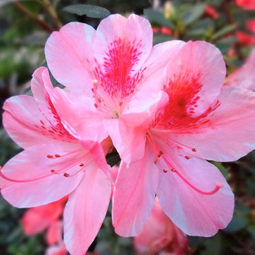アザレアの花の種まき用 - 育てやすい、伝統種で遺伝子組み換えなしの家庭菜園用種子
