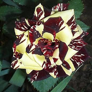 Red Yellow Abracadabra Flower seeds for Planting - Fragrant Blossoms, Heirloom & GMO Free Seeds for Home Garden
 
 Sale for planting in home garden
