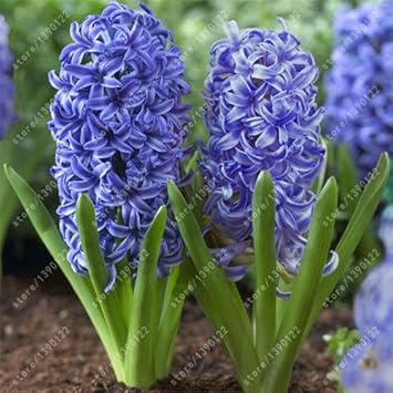 Blue Hyacinth Flower seeds for Planting - Cut Flower Favorite, Heirloom & GMO Free Seeds for Home Garden
 
 Sale for planting in home garden