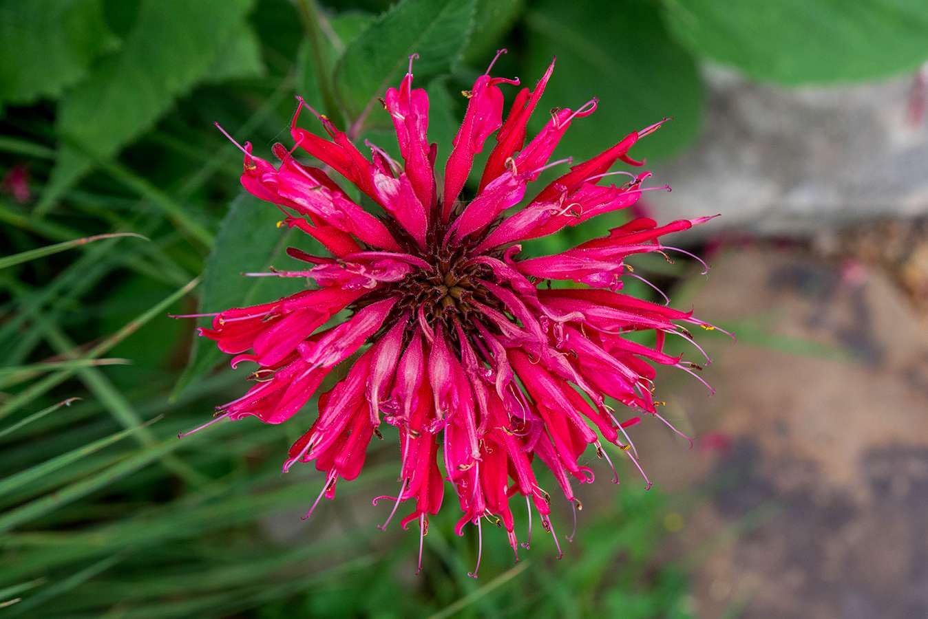Purple Bergamot Flower seeds for Planting - Garden Favorite, Heirloom & GMO Free Seeds for Home Garden