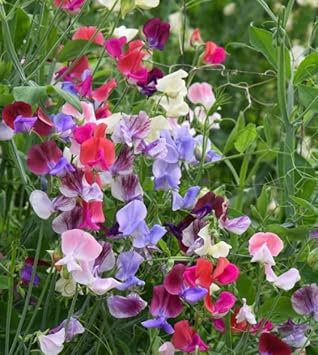 Heirloom Peas Flower seeds for Planting Vibrant Colors Heirloom & GMO Free Seeds for Home Garden 
 
 Sale for planting in home garden