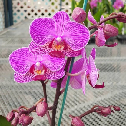 Phalaenopsis Orchid Flower seeds for Planting - Perfect for Borders, Heirloom & GMO Free Seeds for Home Garden