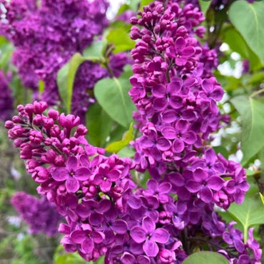 Dark Purple Lilac Shrub Seeds for Planting – Heirloom, Non-GMO, Easy to Grow, Perennial