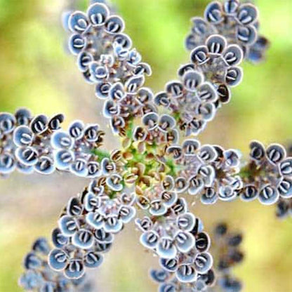 Rare Dark Blue Kalanchoe Flower Seeds