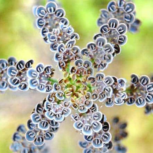 Rare Dark Blue Kalanchoe Flower Seeds