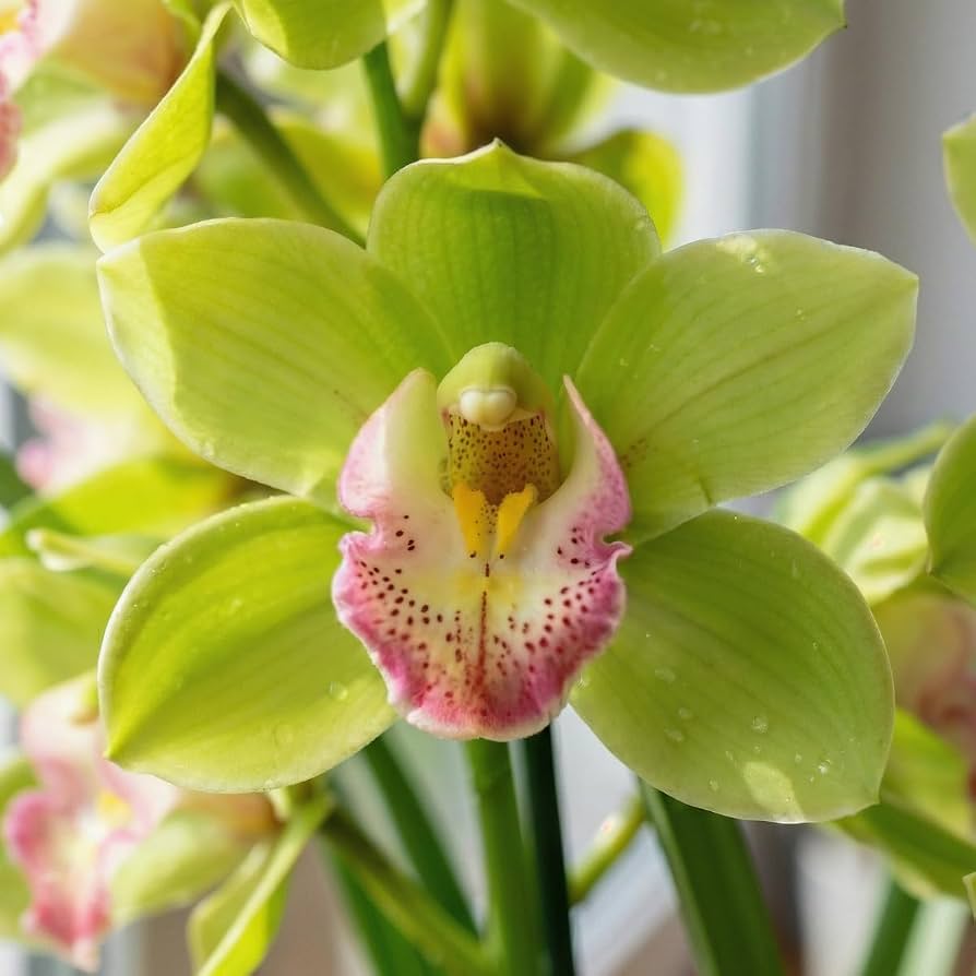Light Green Cymbidium Orchid Flower seeds for Planting - Cut Flower Favorite, Heirloom & GMO Free Seeds for Home Garden