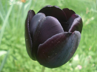 Tulip Black Flower seeds for Planting - Vibrant Colors, Heirloom & GMO Free Seeds for Home Garden