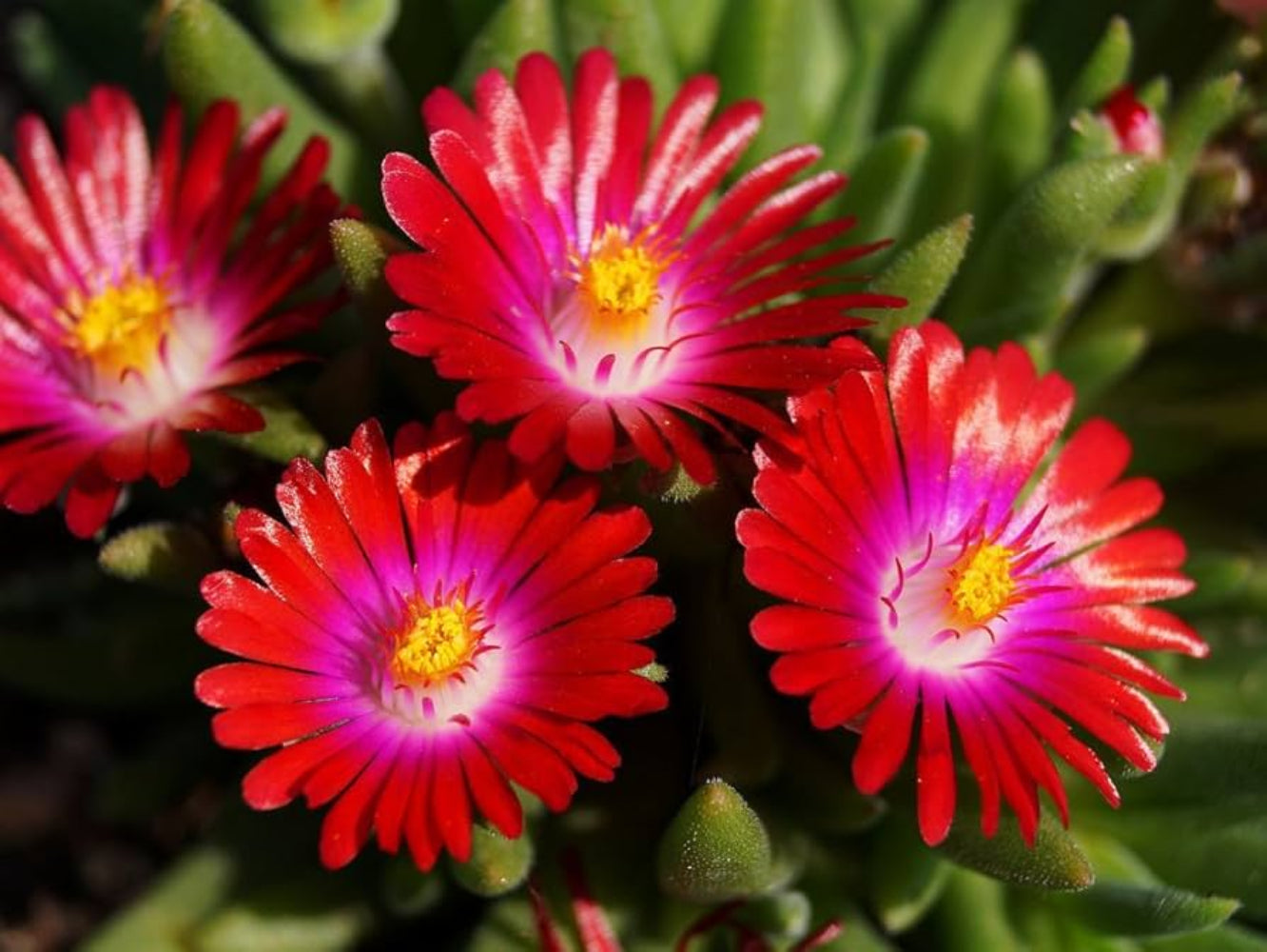 Rote Eisblumensamen