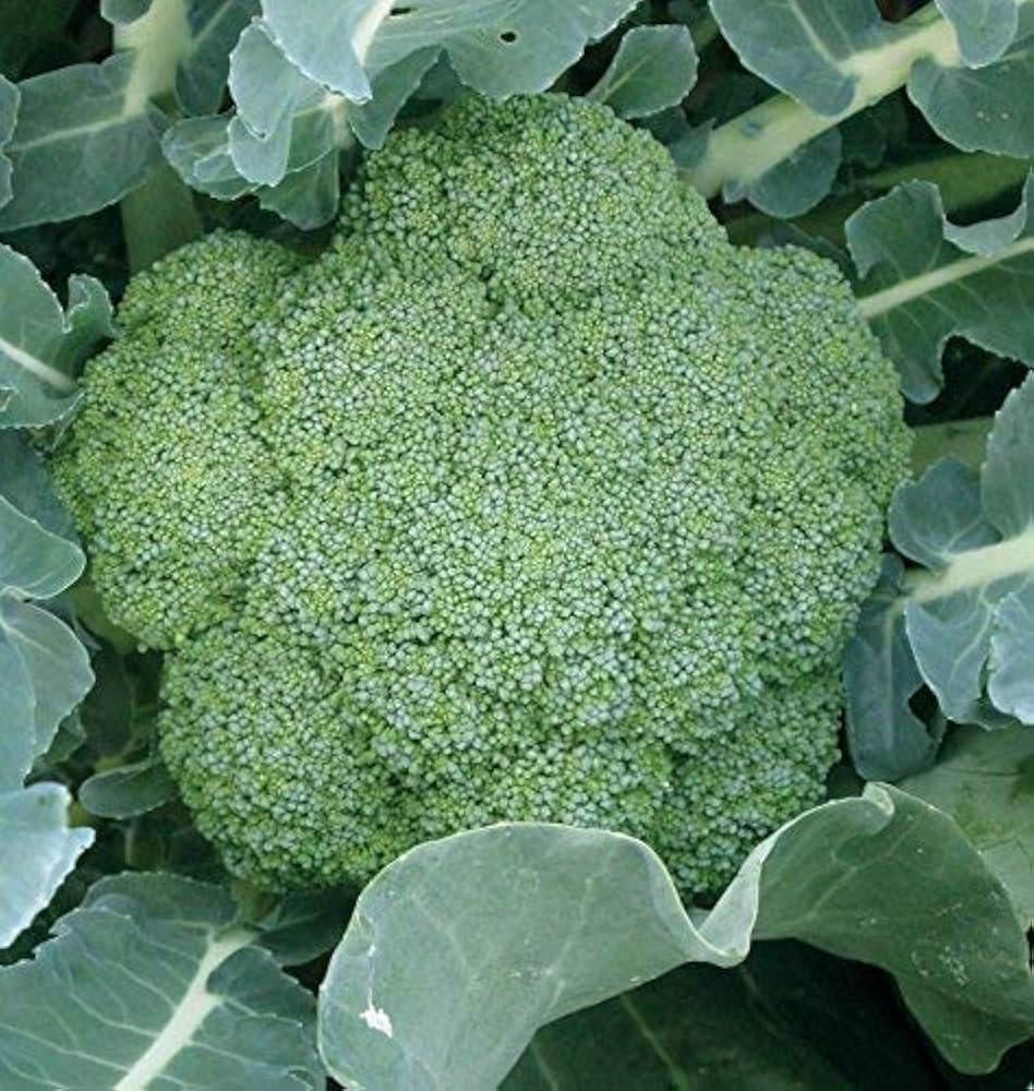 Broccoli Vegetable Seeds