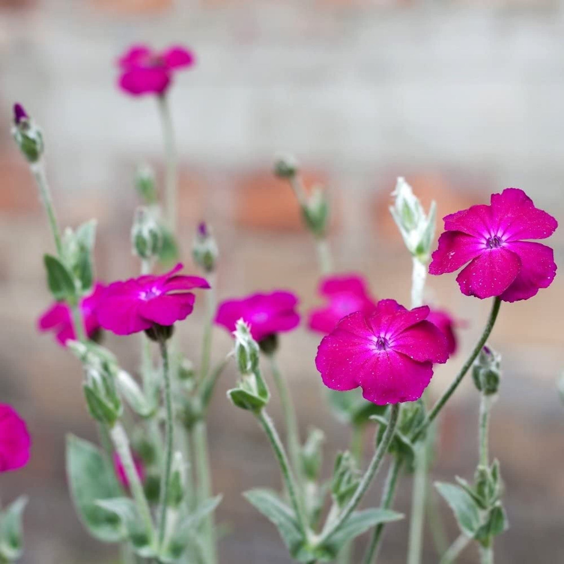 rose campion seeds Rose Campion Flower Seeds for Planting – Heirloom, Non-GMO, Easy to Gr – Pure Asia Seeds