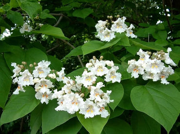 Southern Catalpa Flower Seeds