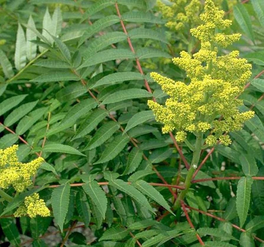 Semi di arbusto di sommacco liscio