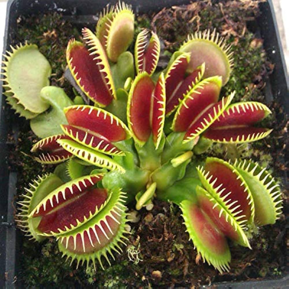 Venus Flytrap Herb Seeds