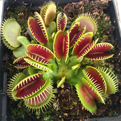 Venus Flytrap Herb Seeds