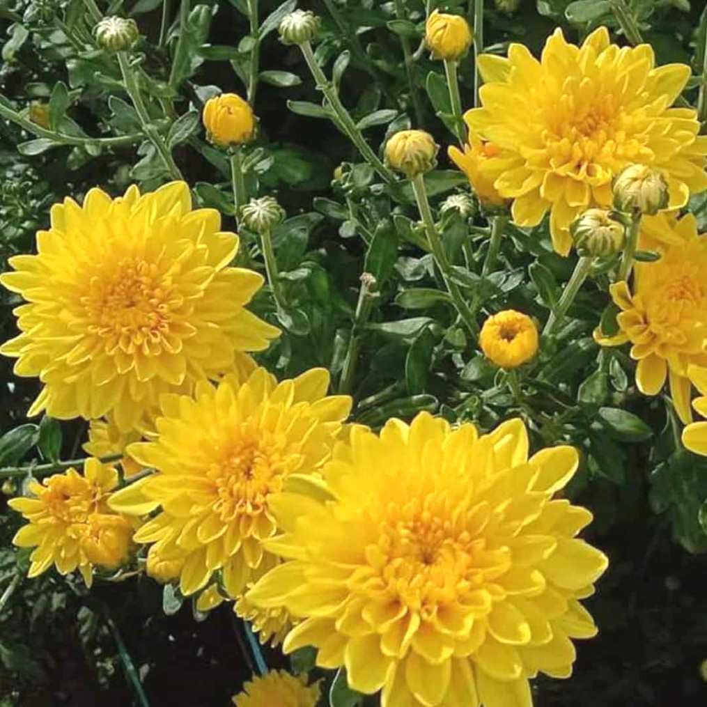 Chrysanthemum Indicum Flower Seeds
