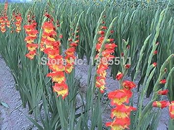 Orange Yellow Gladiolus Flower seeds for Planting - Pollinator Friendly, Heirloom & GMO Free Seeds for Home Garden
 
 Sale for planting in home garden.