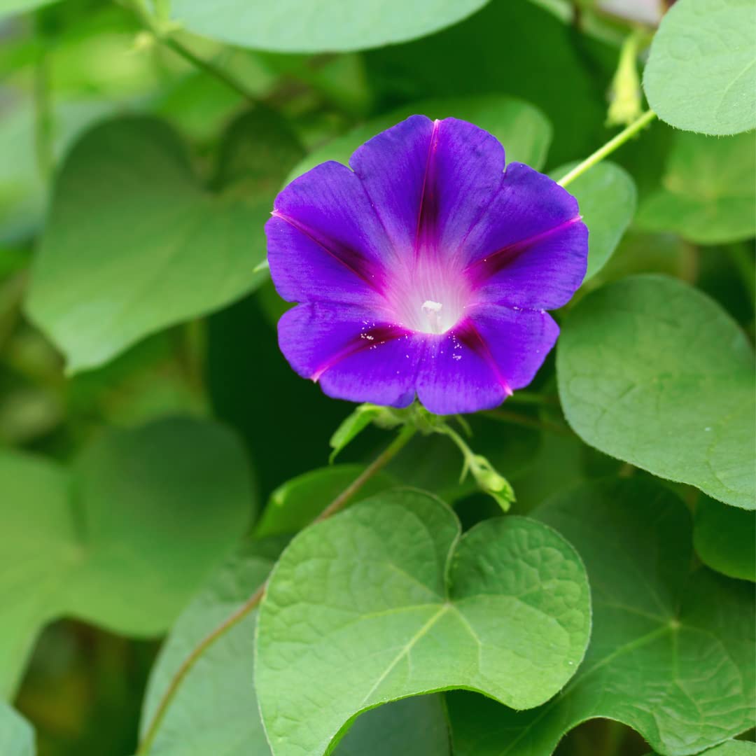 Morning Glory Ipomoea Purpurea Flower Seeds