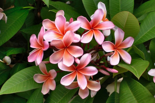 Egg Flower seeds for Planting Perfect for Borders Heirloom & GMO Free Seeds for Home Garden 
 
 Sale for planting in home garden