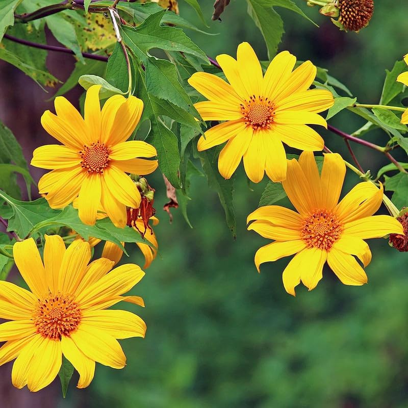 Tithonia Diversifolia Flower seeds for Planting - Garden Favorite, Heirloom & GMO Free Seeds for Home Garden