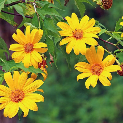 Tithonia Diversifolia Flower seeds for Planting - Garden Favorite, Heirloom & GMO Free Seeds for Home Garden