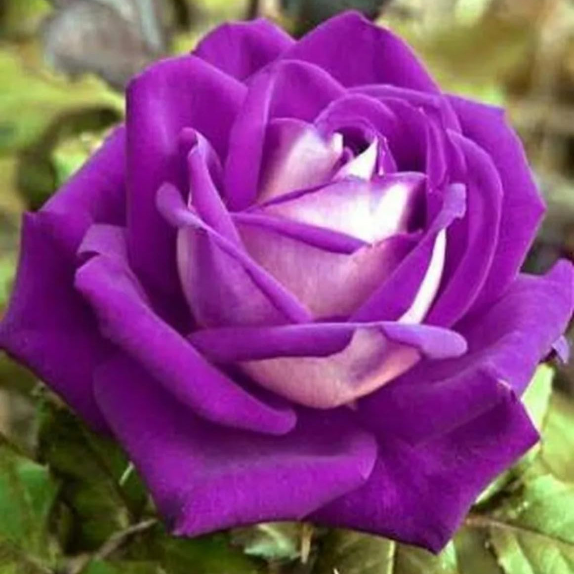 White Purple Rose Flower Seeds
