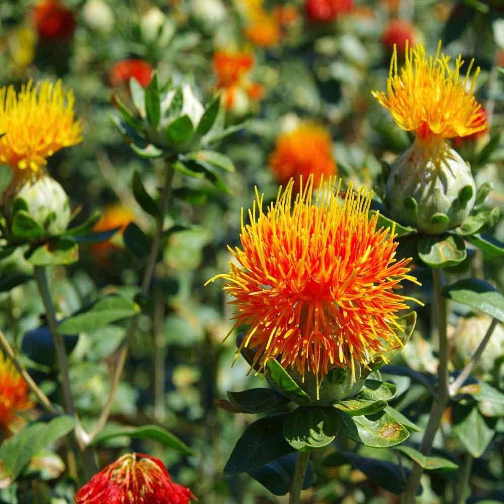 Safflower Flower seeds for Planting - Colorful Display, Heirloom & GMO Free Seeds for Home Garden
 
 Sale for planting in home garden