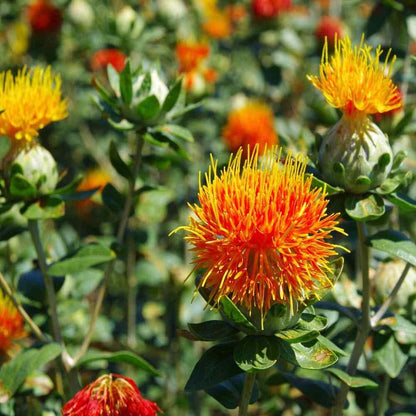 Safflower Flower seeds for Planting - Colorful Display, Heirloom & GMO Free Seeds for Home Garden
 
 Sale for planting in home garden