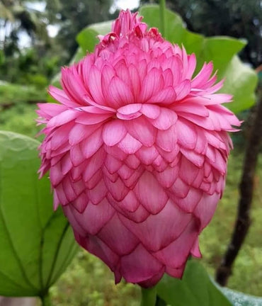Thousand Petal Lotus Seeds – Sacred Multi-Petal Aquatic Flower for Majestic Ponds