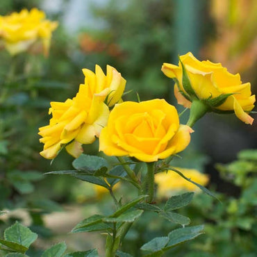 Yellow Rose Flower seeds for Planting - Cut Flower Favorite, Heirloom & GMO Free Seeds for Home Garden