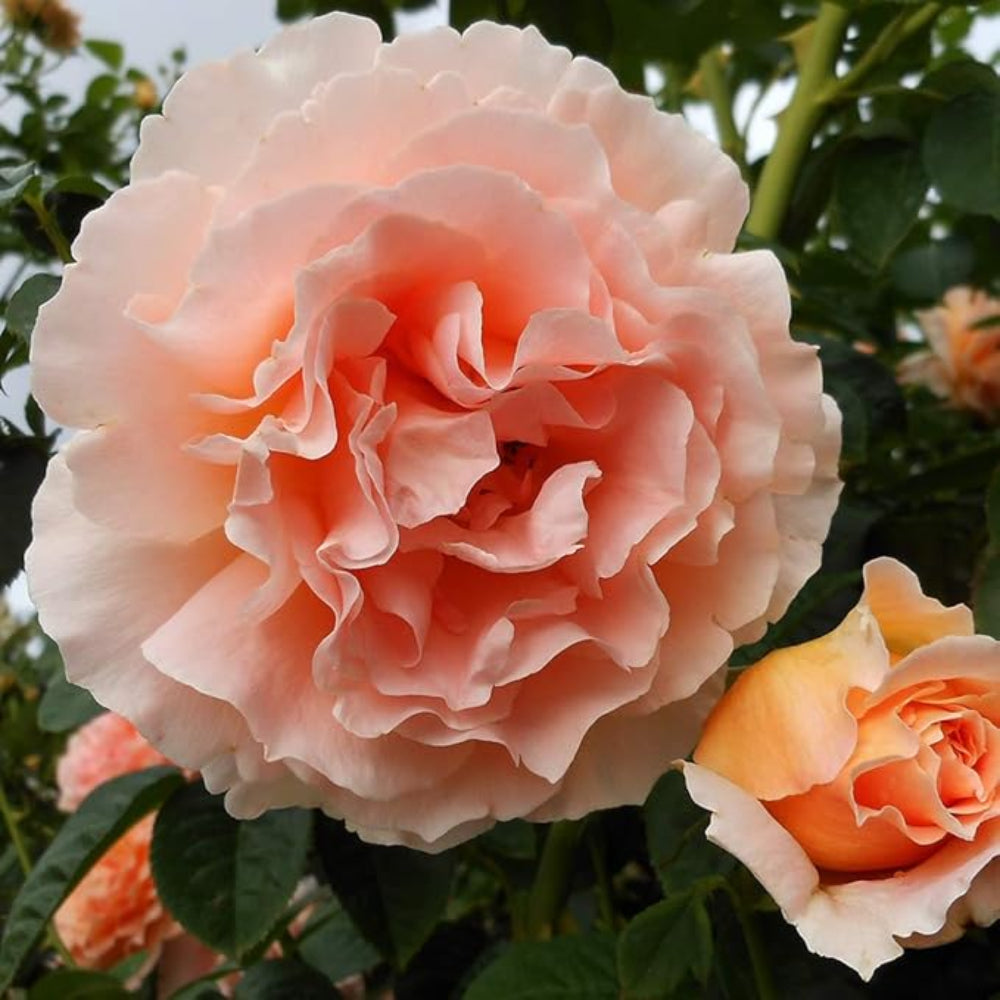 Climbing Polka Rose - Vibrant Peach and Cream Climbing Rose Bush for Your Garden