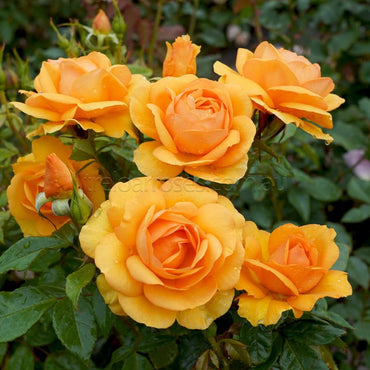 Goldish Yellow Rose Flower seeds for Planting - Drought Tolerant, Heirloom & GMO Free Seeds for Home Garden